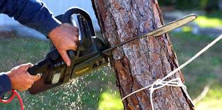 How Our Tree Care Process Works  in  North Las Vegas, NV